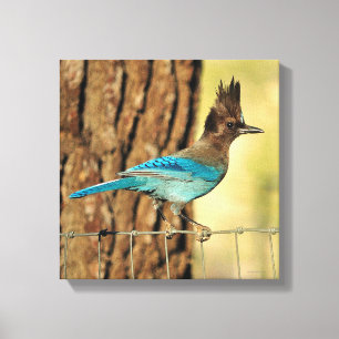 Stellar Jay Canvas Print