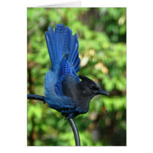 Stellar’s Jay