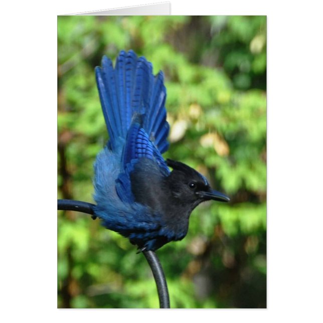 Stellar’s Jay (Front)