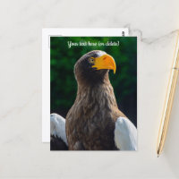 Stellar Sea Eagle Postcard