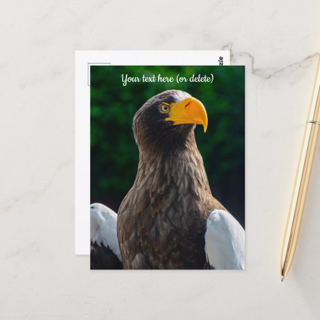Stellar Sea Eagle Postcard (Front/Back In Situ)