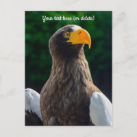 Stellar Sea Eagle Postcard