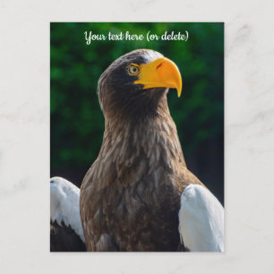 Stellar Sea Eagle Postcard