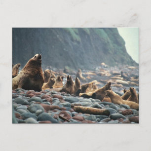 Stellar sea lions on Buldir Island Postcard
