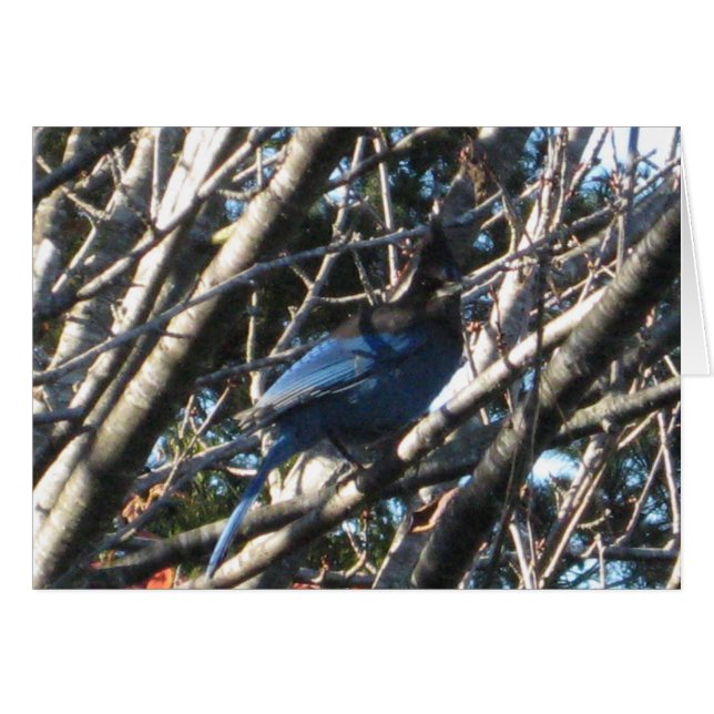 Stellars Jay (Front Horizontal)
