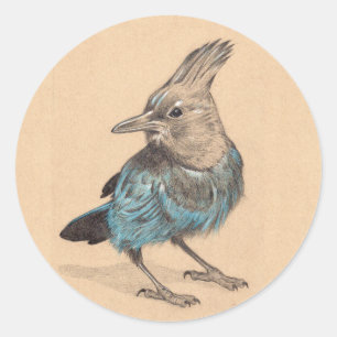 Stellar's Jay Classic Round Sticker