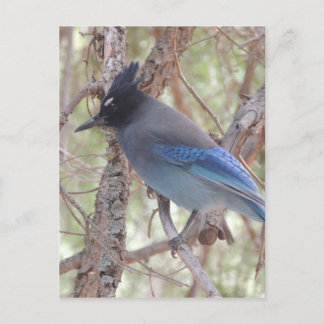 Stellars Jay Postcard