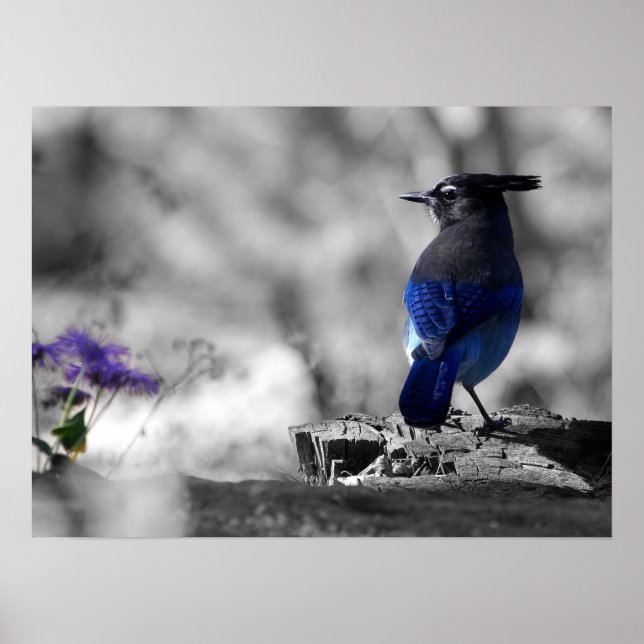 Steller Jay Poster (Front)