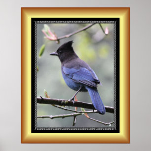 “Steller’s Jay” ~ Golden Frame Series 001 ~ Poster