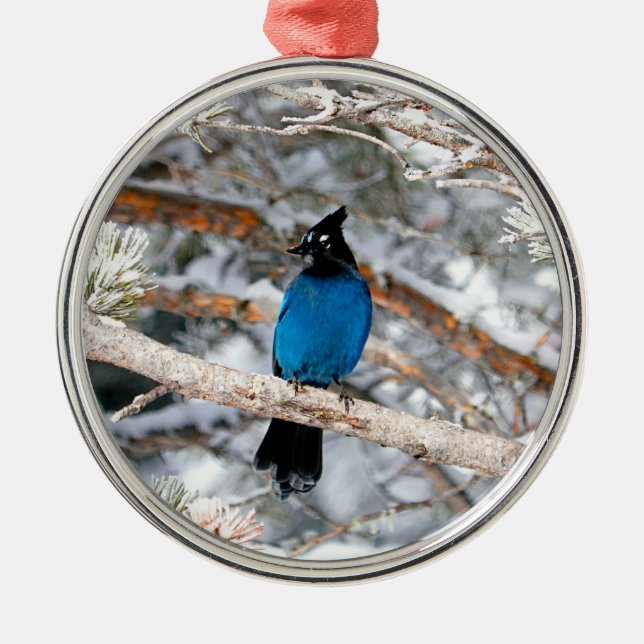 Steller’s Jay Round Metal Tree Decoration (Front)