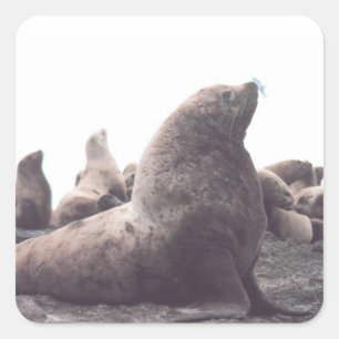 Steller Sea Lion Square Sticker