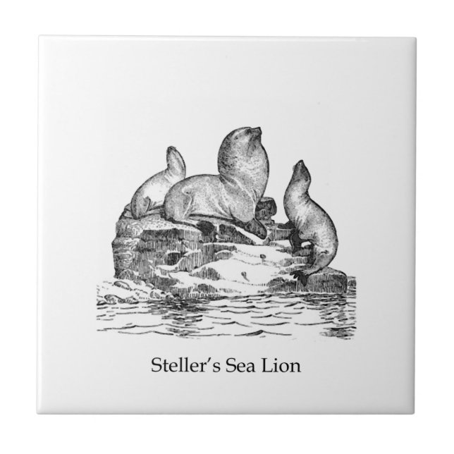 Steller Sea Lion Tile (Front)