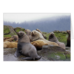 Steller Sea Lions