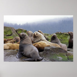 Steller Sea Lions - Fine Art Prints