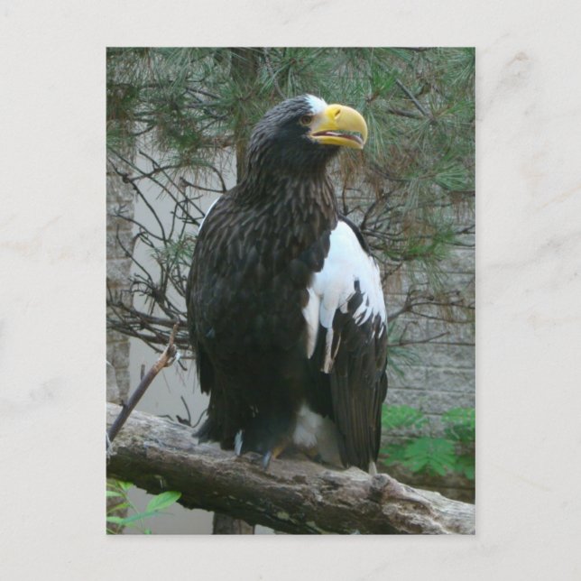 Stellers Eagle Postcard (Front)