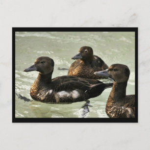 Steller's Eider Females Postcard