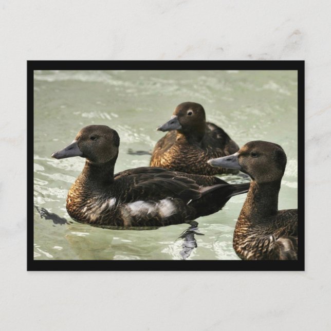 Steller's Eider Females Postcard (Front)