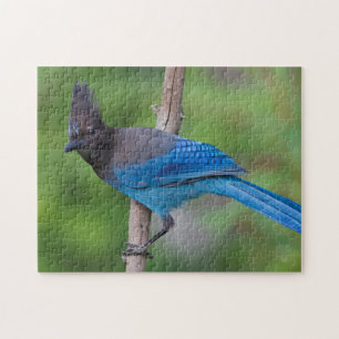 Steller's Jay 1 Jigsaw Puzzle