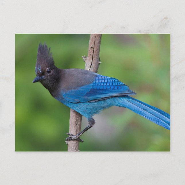 Steller's Jay 1 Postcard (Front)