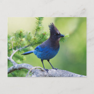 Steller's Jay 3 Postcard