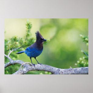 Steller's Jay 3 Poster