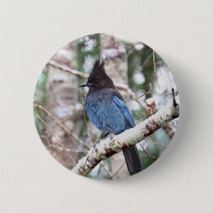 Steller's Jay 6 Cm Round Badge