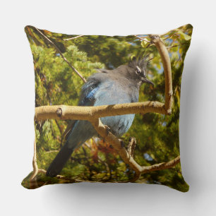 Steller's Jay at Rocky Mountain National Park Cushion
