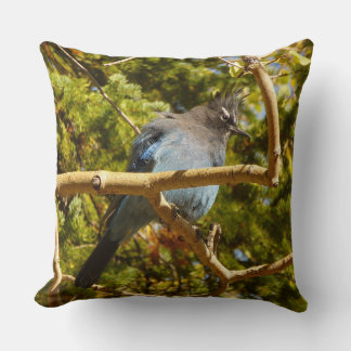 Steller's Jay at Rocky Mountain National Park Cushion