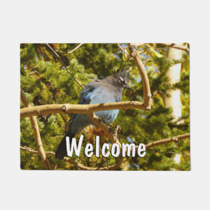 Steller's Jay at Rocky Mountain National Park Doormat