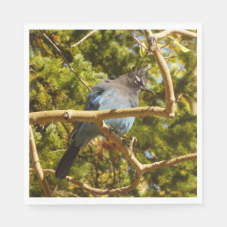 Steller's Jay at Rocky Mountain National Park Napkin