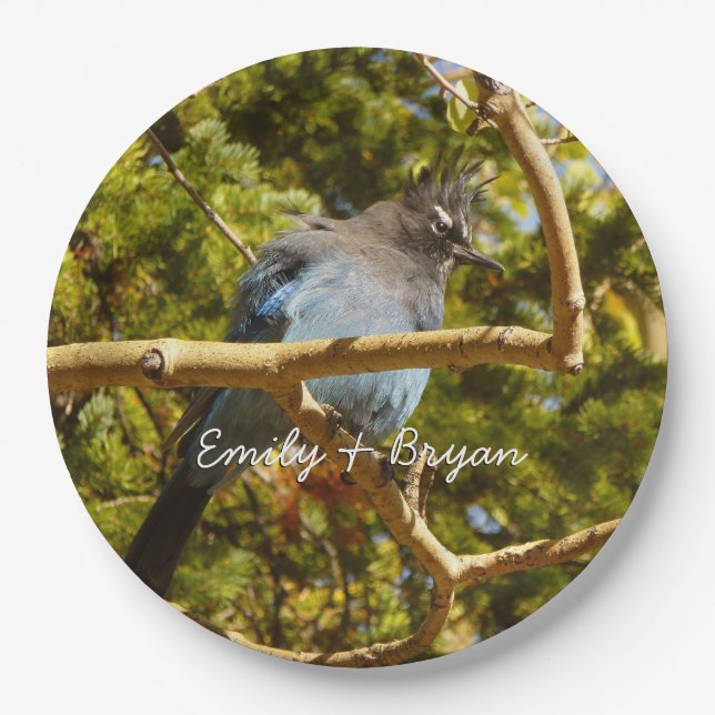 Steller's Jay at Rocky Mountain National Park Paper Plate (Front)