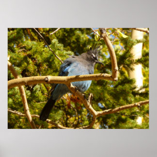 Steller's Jay at Rocky Mountain National Park Poster