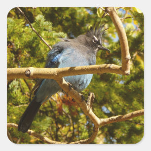 Steller's Jay at Rocky Mountain National Park Square Sticker