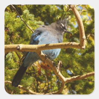 Steller's Jay at Rocky Square Sticker