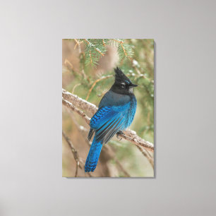 Steller's jay bird in tree canvas print