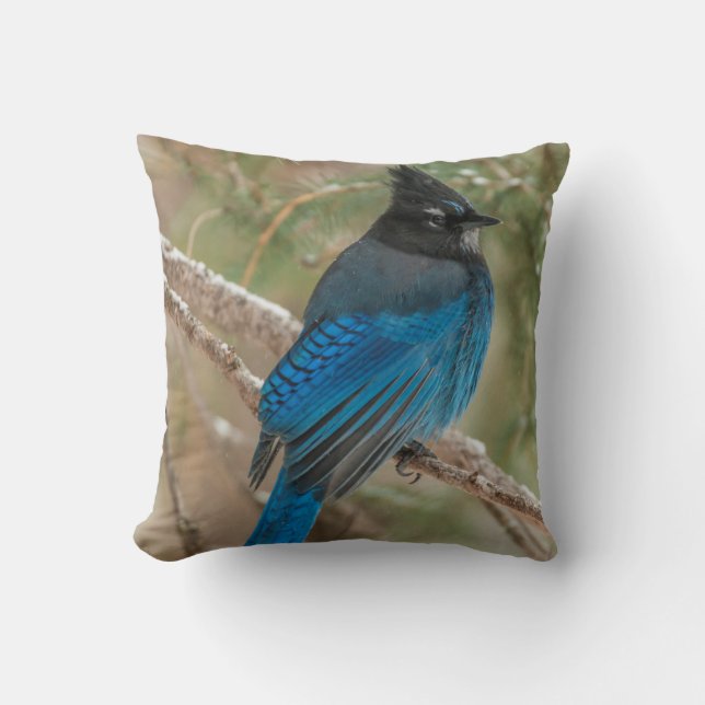 Steller's jay bird in tree cushion (Front)