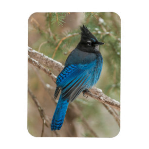 Steller's jay bird in tree magnet