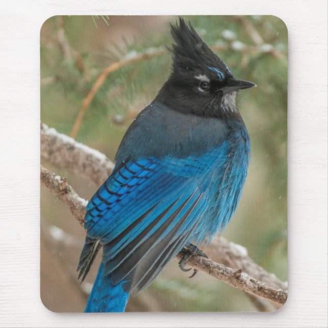 Steller's jay bird in tree mouse pad (Front)