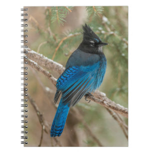 Steller's jay bird in tree notebook