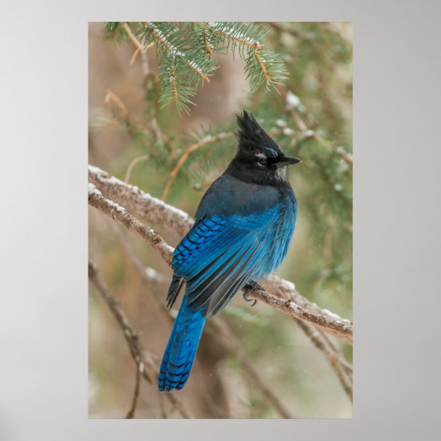 Steller's jay bird in tree poster (Front)