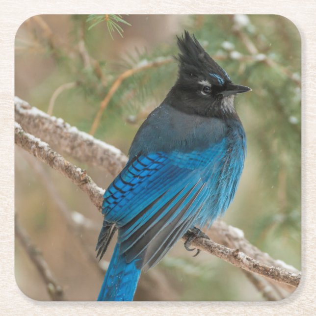 Steller's jay bird in tree square paper coaster (Front)