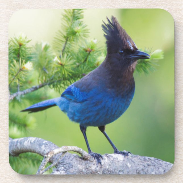 Steller's Jay Coaster (Front)