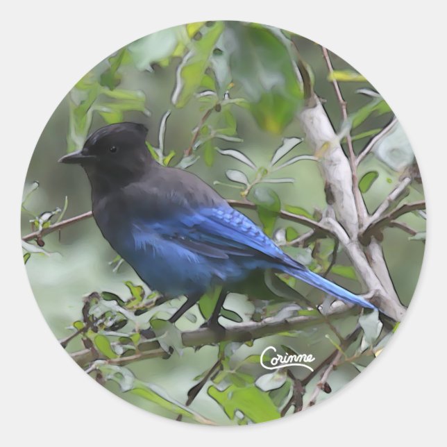 Steller's Jay - Envelope Stickers (Front)