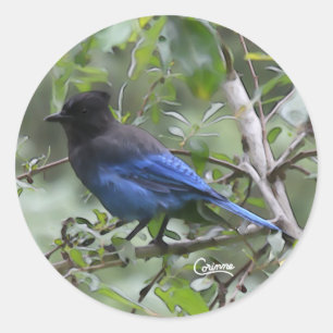 Steller's Jay - Envelope Stickers