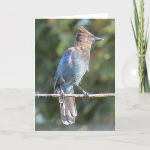 Steller's Jay Greeting Card