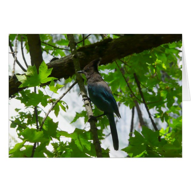 Steller's Jay in Yosemite National Park (Front Horizontal)