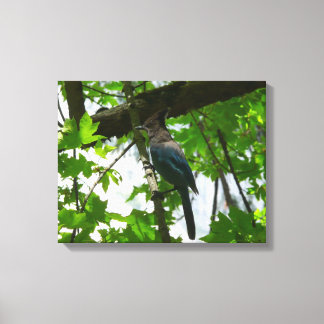 Steller's Jay in Yosemite National Park Canvas Print