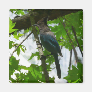 Steller's Jay in Yosemite National Park Magnet
