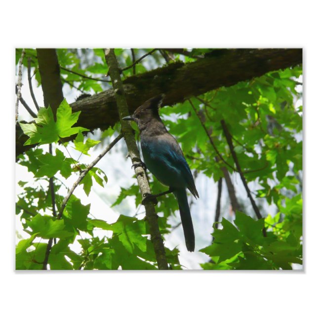 Steller's Jay in Yosemite National Park Photo Print (Front)