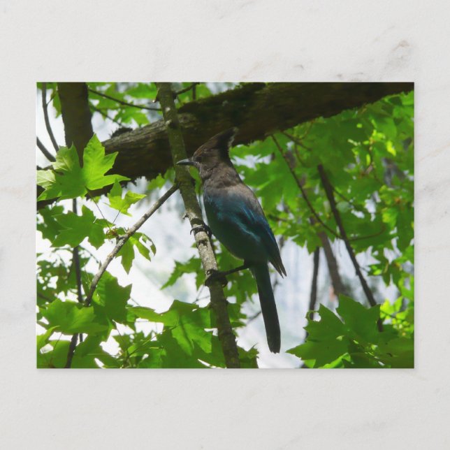 Steller's Jay in Yosemite National Park Postcard (Front)